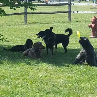 Bark Fitness Pet Care - Middletown, OH