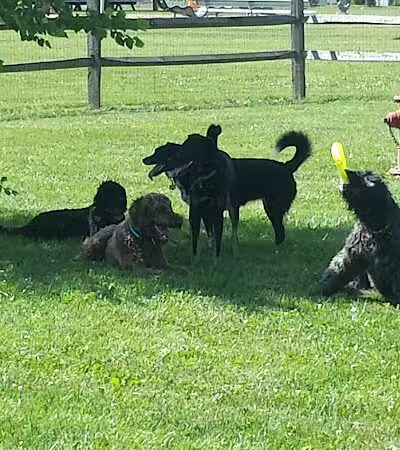 Bark Fitness Pet Care - Middletown, OH