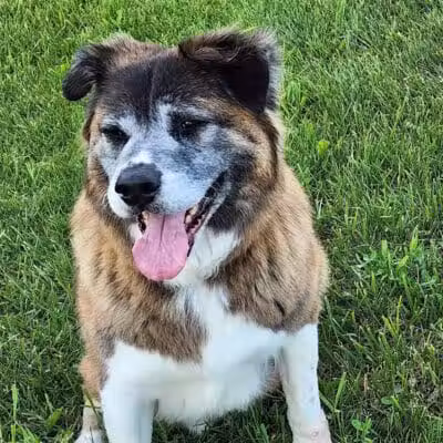 Bark Fitness Pet Care - Middletown, OH