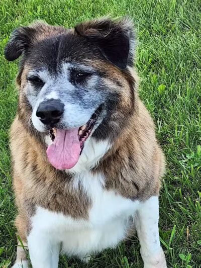 Bark Fitness Pet Care - Middletown, OH