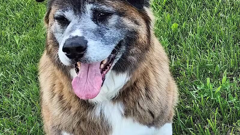 Bark Fitness Pet Care - Middletown, OH