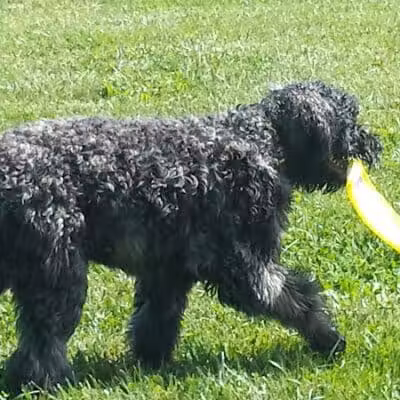 Bark Fitness Pet Care - Middletown, OH