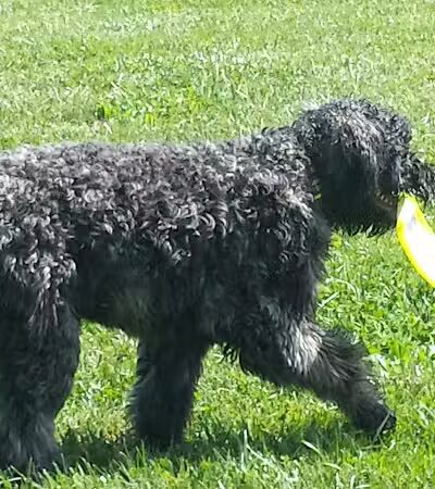 Bark Fitness Pet Care - Middletown, OH