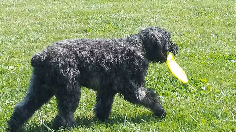 Bark Fitness Pet Care - Middletown, OH