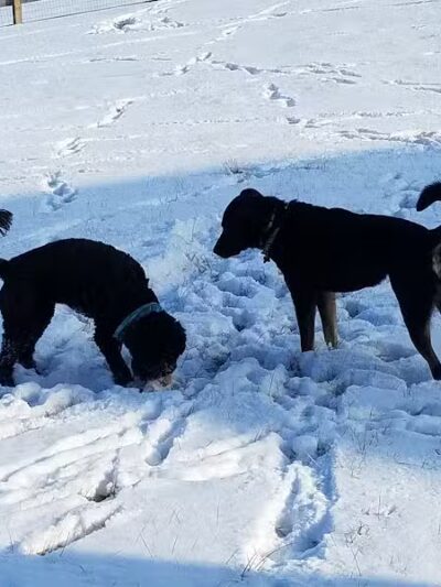 Bark Fitness Pet Care - Middletown, OH