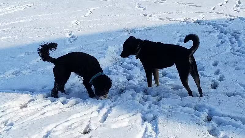 Bark Fitness Pet Care - Middletown, OH