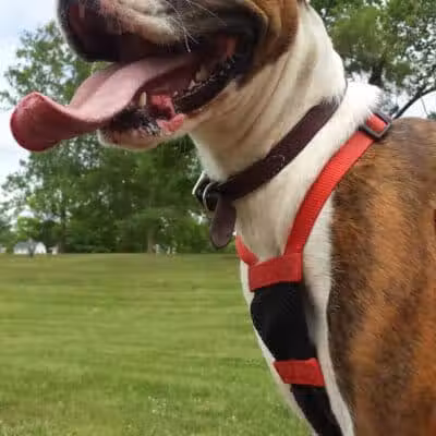 Bark Fitness Pet Care - Middletown, OH