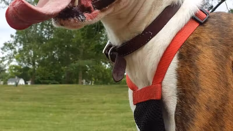 Bark Fitness Pet Care - Middletown, OH