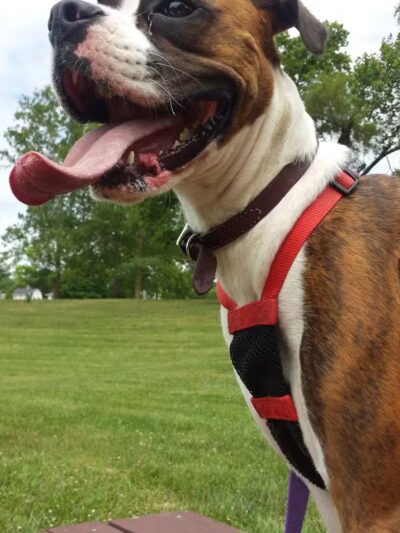 Bark Fitness Pet Care - Middletown, OH