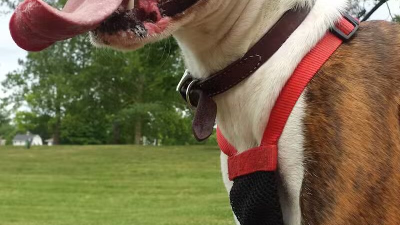 Bark Fitness Pet Care - Middletown, OH