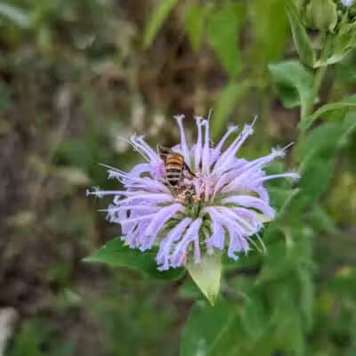 Meadow Ridge MetroPark - Middletown, OH