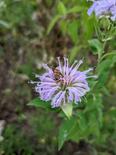 Meadow Ridge MetroPark - Middletown, OH