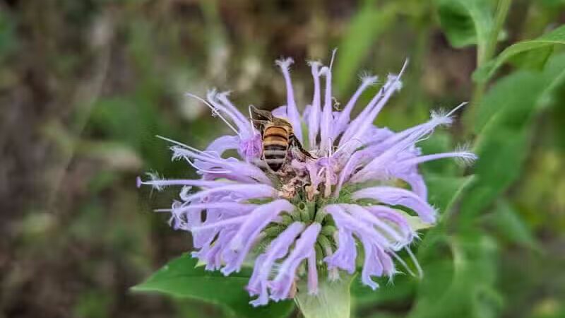 Meadow Ridge MetroPark - Middletown, OH