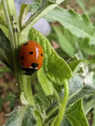 Meadow Ridge MetroPark - Middletown, OH