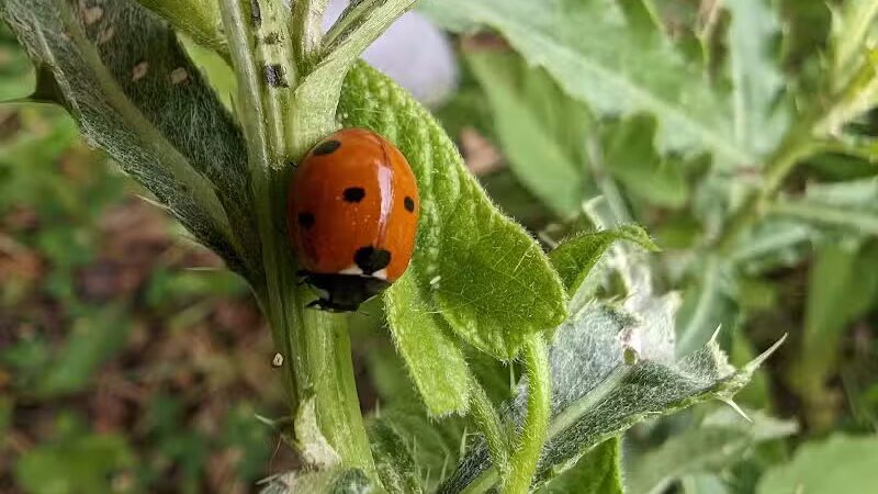 Meadow Ridge MetroPark - Middletown, OH