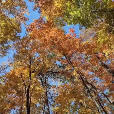 Miami University Nature Trail - Middletown, OH