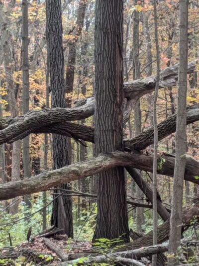 Miami University Nature Trail - Middletown, OH