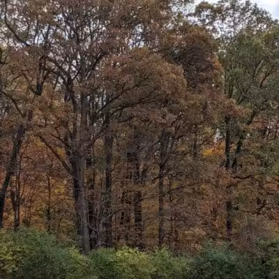 Miami University Nature Trail - Middletown, OH