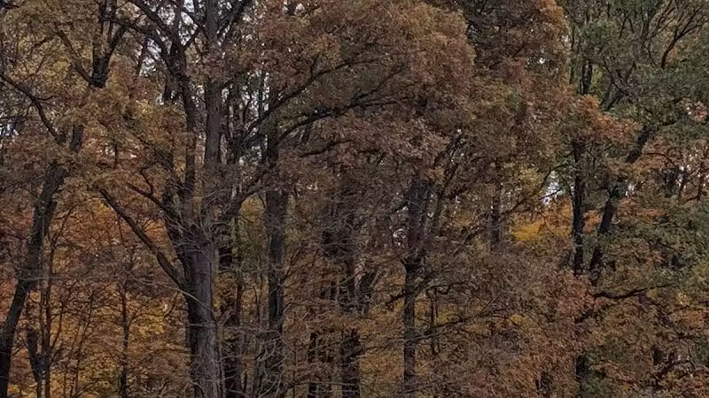Miami University Nature Trail - Middletown, OH