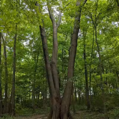 Miami University Nature Trail - Middletown, OH