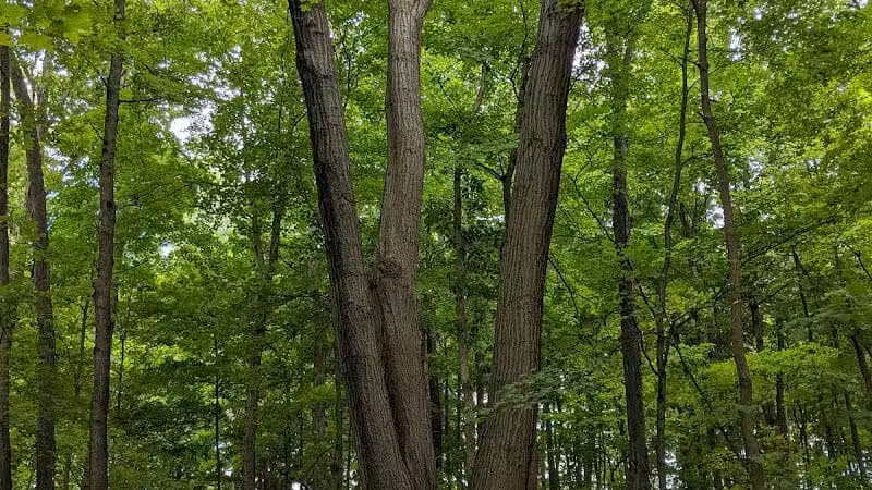 Miami University Nature Trail - Middletown, OH