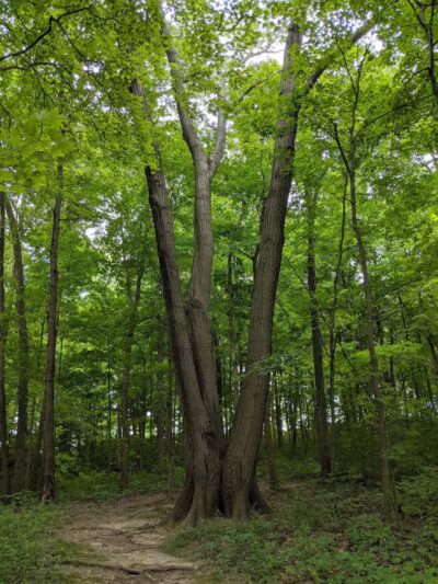 Miami University Nature Trail - Middletown, OH