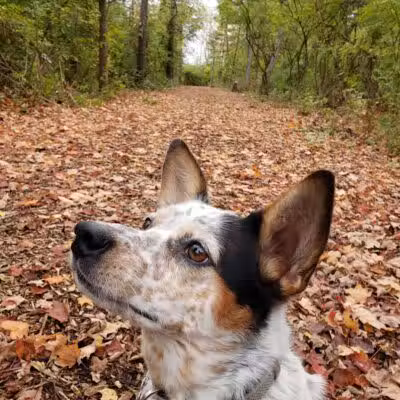 Rosemont Park Nature Reserve - Middletown, OH