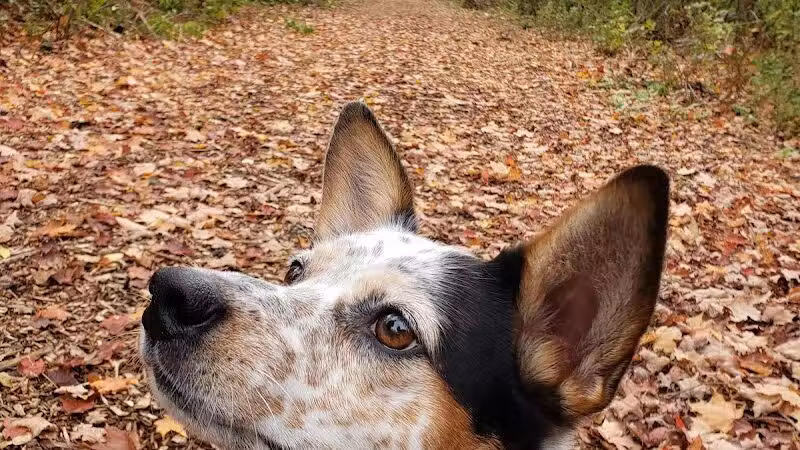 Rosemont Park Nature Reserve - Middletown, OH