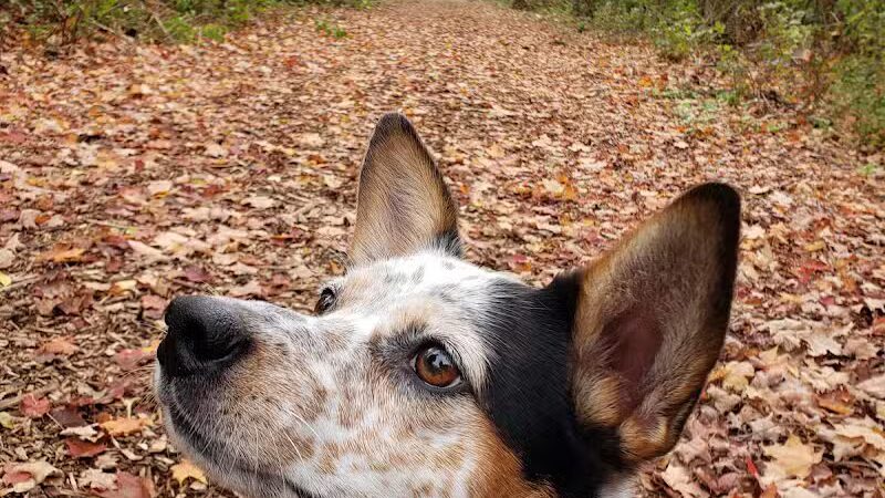 Rosemont Park Nature Reserve - Middletown, OH