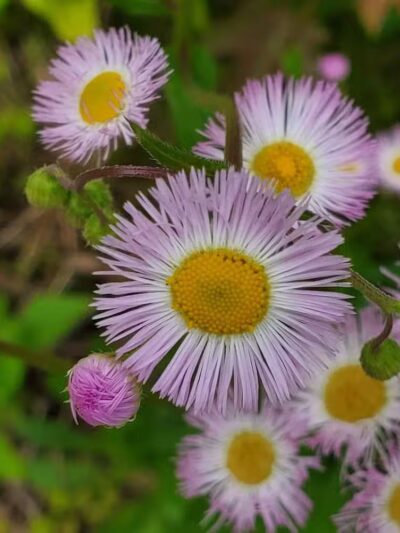 Rosemont Park Nature Reserve - Middletown, OH