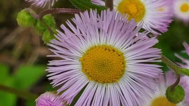 Rosemont Park Nature Reserve - Middletown, OH