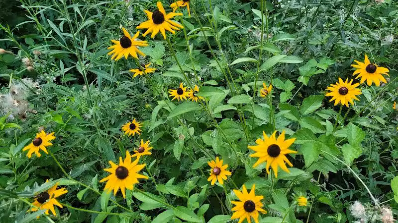 Rosemont Park Nature Reserve - Middletown, OH