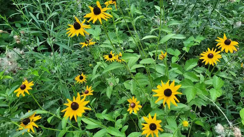 Rosemont Park Nature Reserve - Middletown, OH