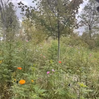 Rosemont Park Nature Reserve - Middletown, OH