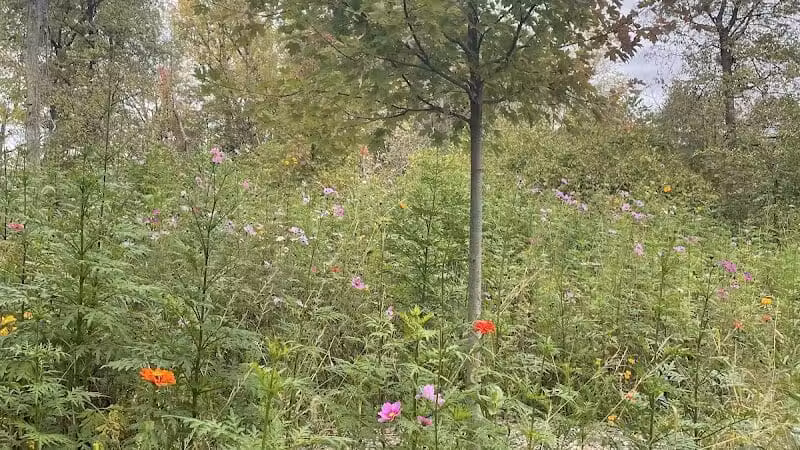 Rosemont Park Nature Reserve - Middletown, OH