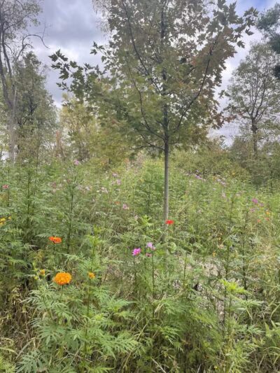 Rosemont Park Nature Reserve - Middletown, OH