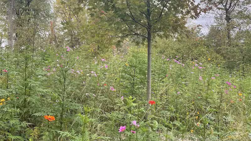 Rosemont Park Nature Reserve - Middletown, OH