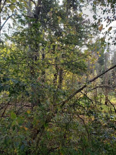 Milan Towpath MetroPark - Milan, OH