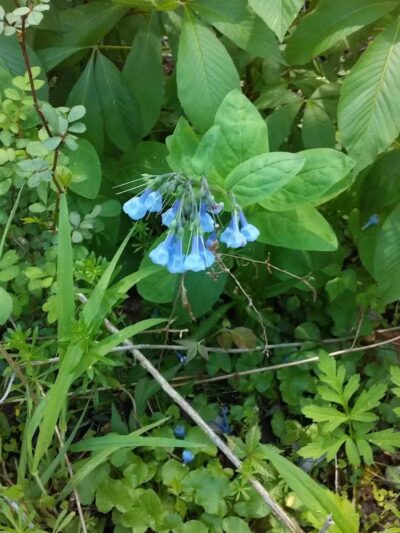 Milan Towpath MetroPark - Milan, OH