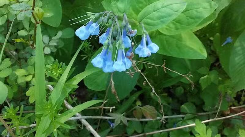 Milan Towpath MetroPark - Milan, OH