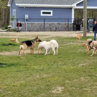 Eisenhower Dog Park - Milford, CT