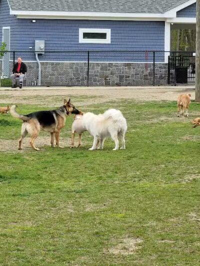 Eisenhower Dog Park - Milford, CT