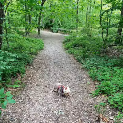 Eisenhower Dog Park - Milford, CT