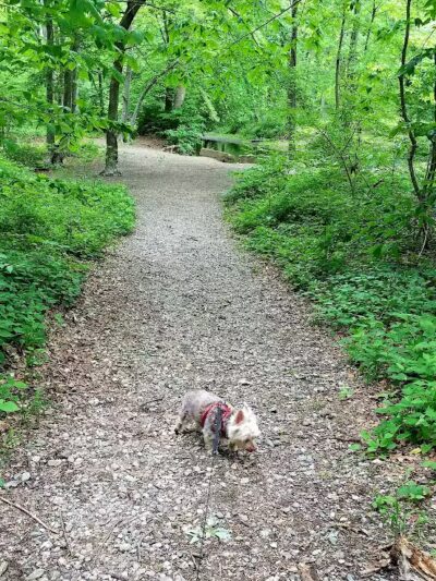 Eisenhower Dog Park - Milford, CT