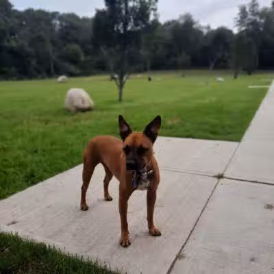 Eisenhower Dog Park - Milford, CT