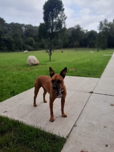 Eisenhower Dog Park - Milford, CT