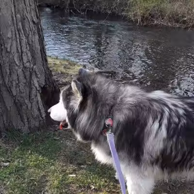 Eisenhower Dog Park - Milford, CT