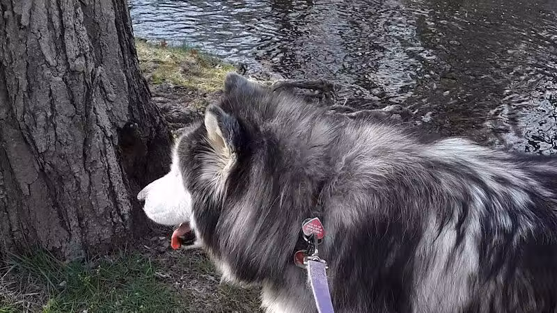 Eisenhower Dog Park - Milford, CT