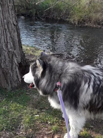 Eisenhower Dog Park - Milford, CT