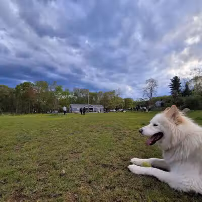Eisenhower Dog Park - Milford, CT